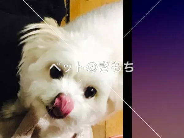 迷子犬の画像