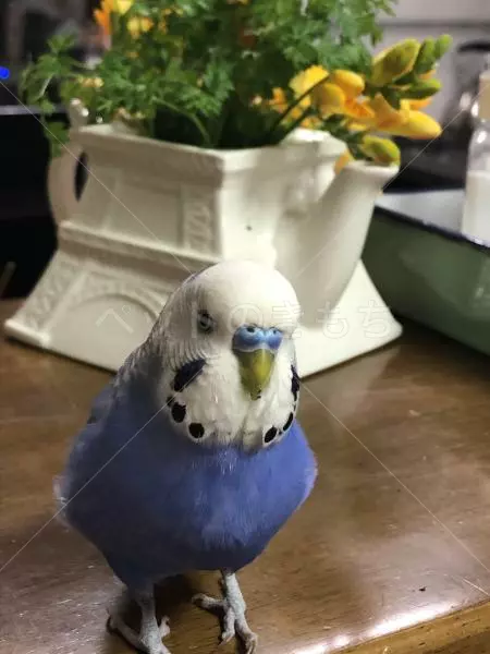 コメントの画像