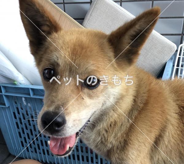 保護犬の写真