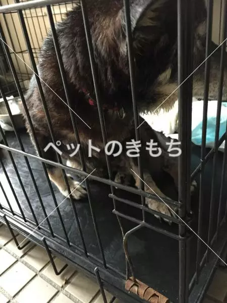 コメント投稿の画像