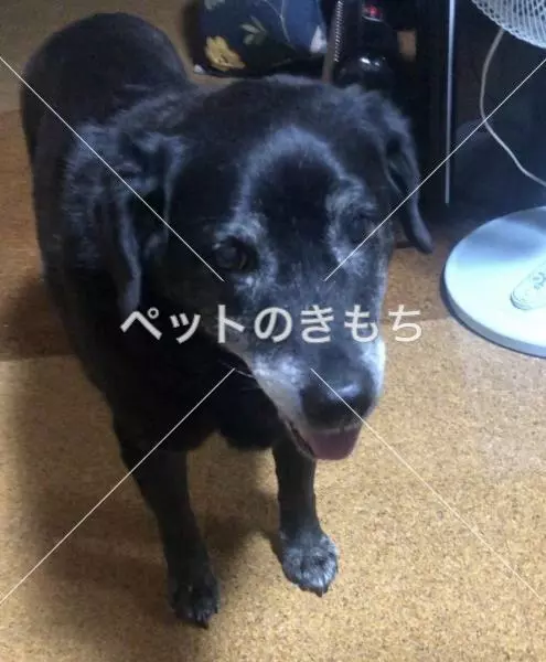 迷子犬の画像