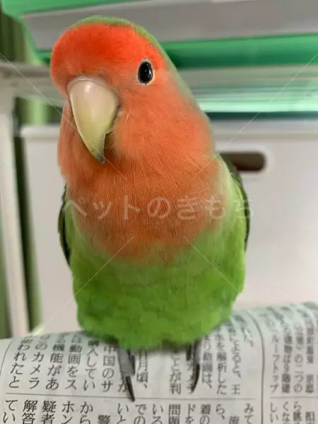 迷子鳥の画像