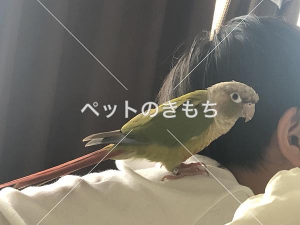 迷い鳥の写真