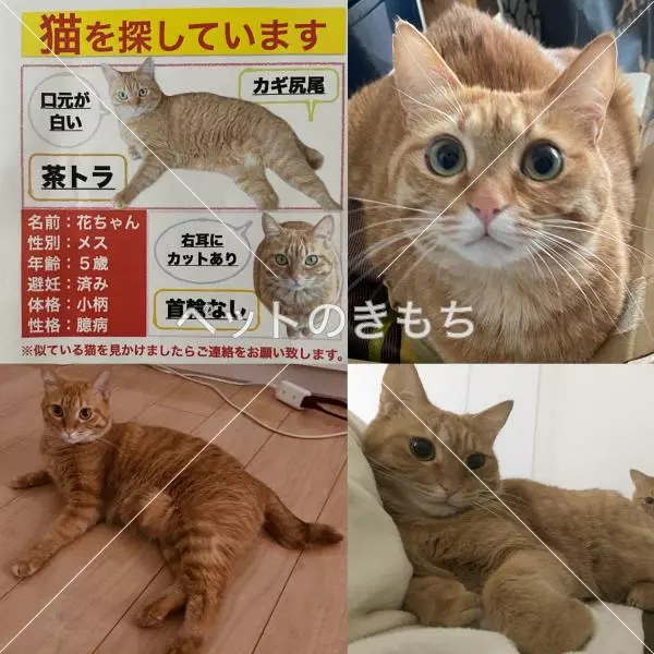 迷子猫の画像