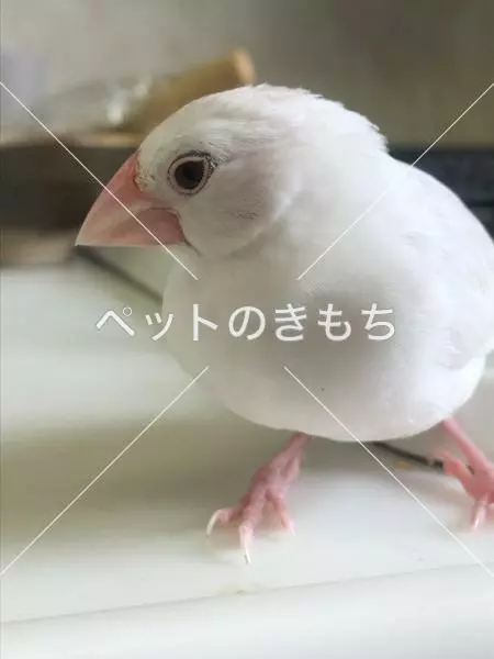 迷子鳥の画像