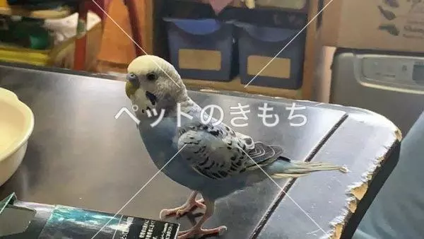 迷子鳥の画像