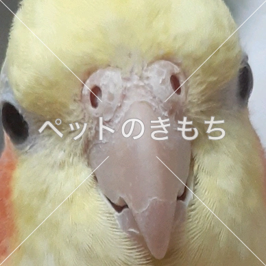 迷子鳥の画像