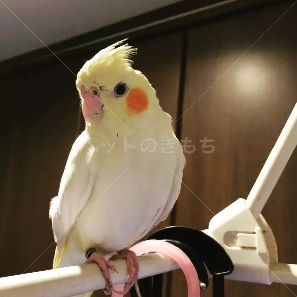 迷子鳥の画像