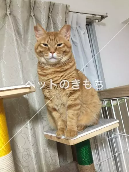 迷子猫の画像
