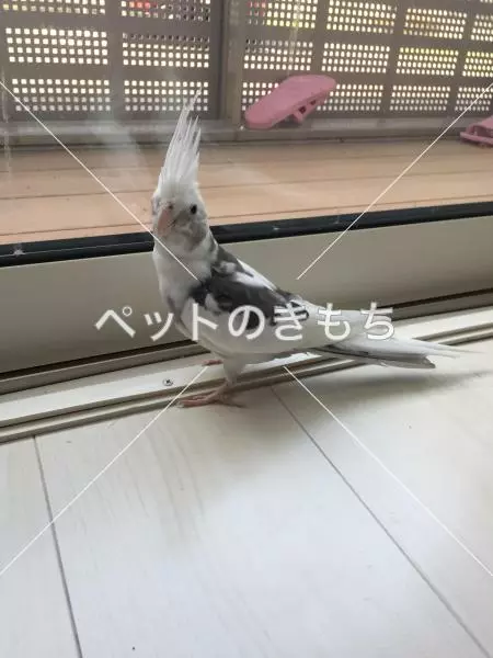 迷子鳥の画像