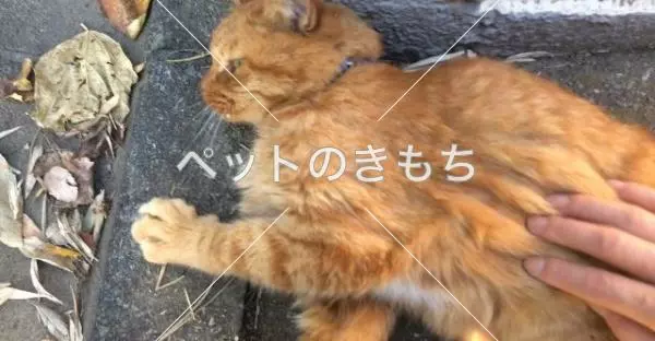 保護猫の画像