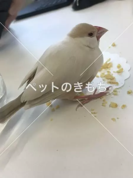 保護鳥の画像