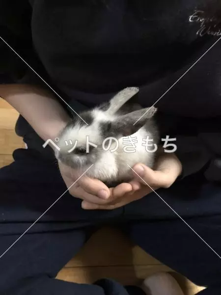 保護ペットの画像