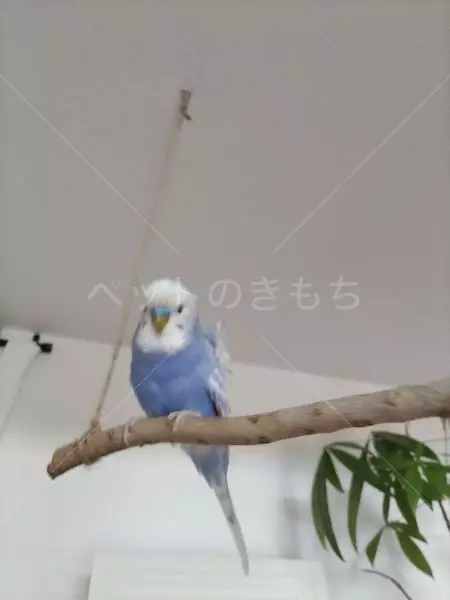 迷子鳥の画像