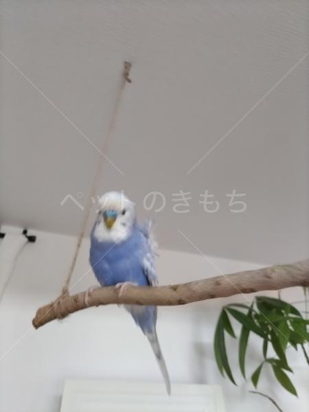 迷子鳥の画像