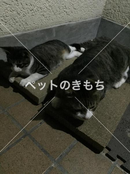 迷い猫の写真
