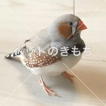 迷子鳥の画像