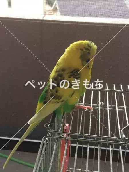 迷子鳥の画像