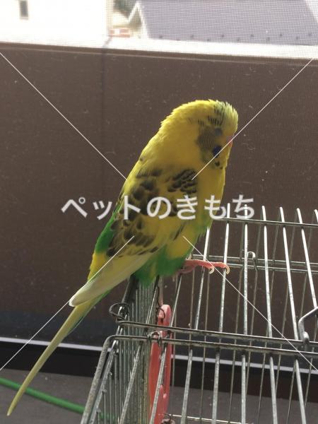 迷い鳥の写真