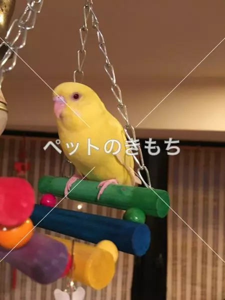迷子鳥の画像