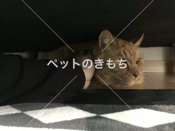 迷子猫の画像