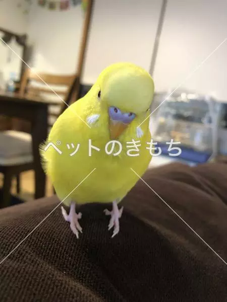 迷子鳥の画像