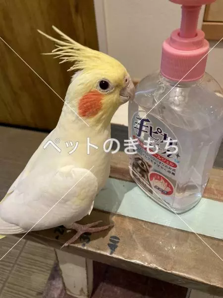 迷子鳥の画像