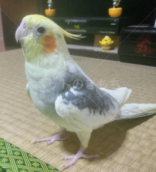 迷子鳥の画像