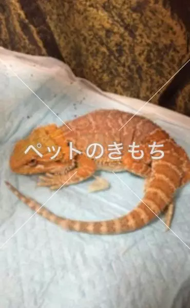 迷子ペットの画像