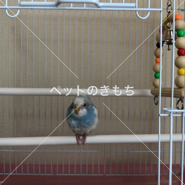 保護鳥の画像