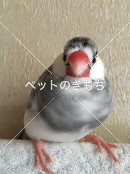 迷子鳥の画像