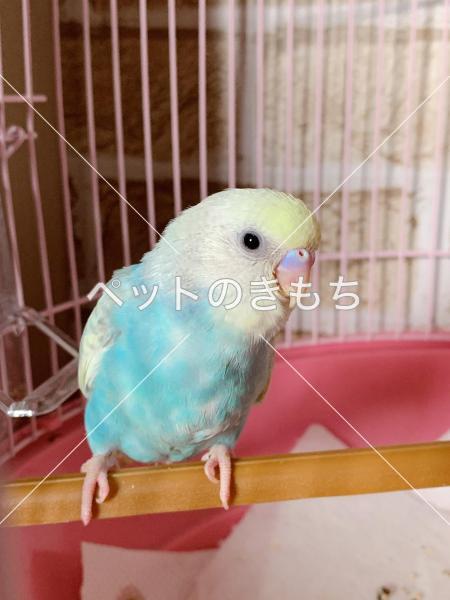 迷子鳥の画像