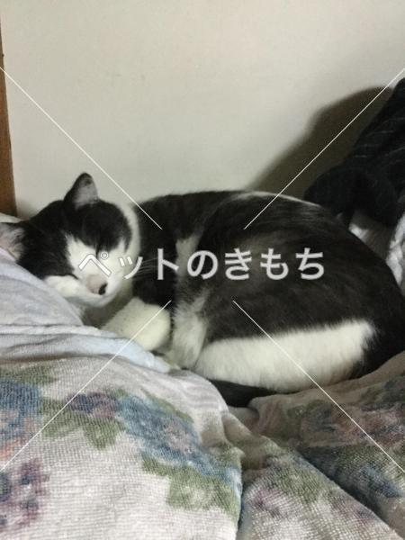 迷い猫の写真