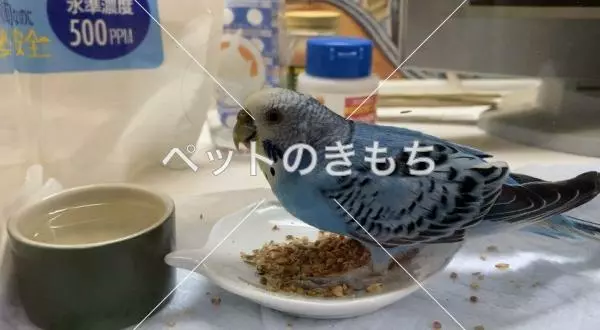 保護鳥の画像