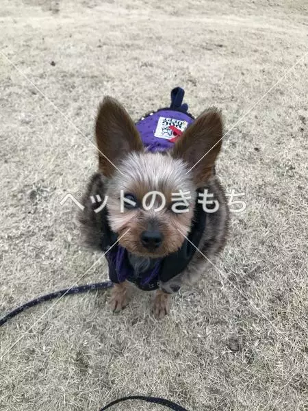 迷子犬の画像