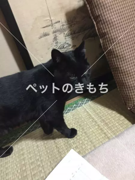 迷子猫の画像
