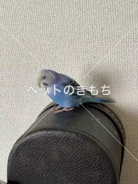 保護鳥の画像