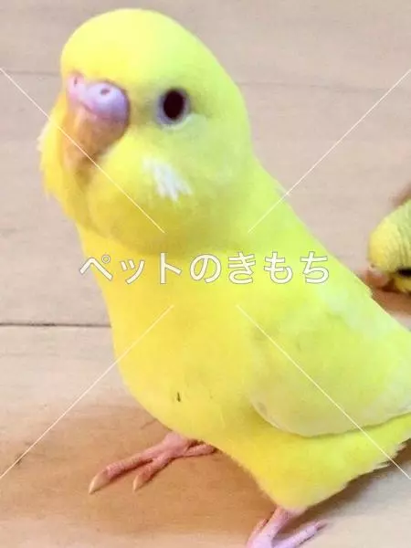 迷子鳥の画像