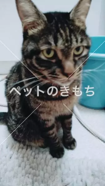 迷子猫の画像