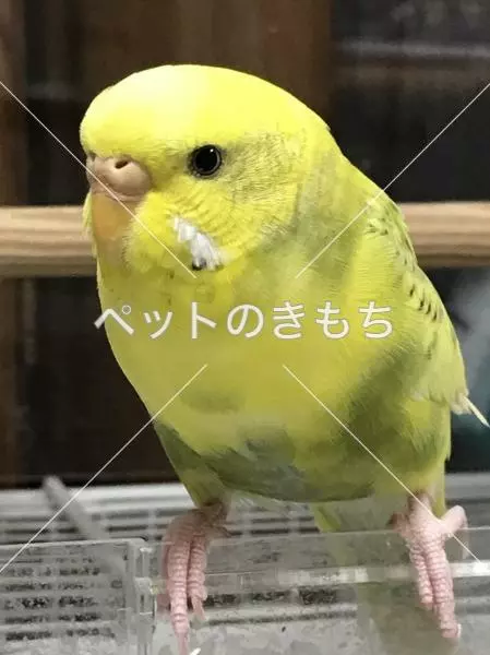 迷子鳥の画像