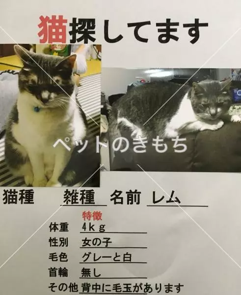 迷子猫の画像