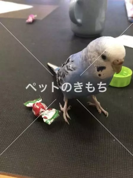 迷子鳥の画像