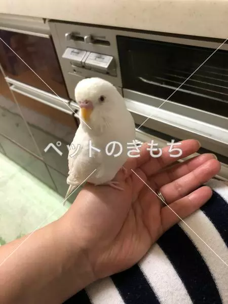迷子鳥の画像