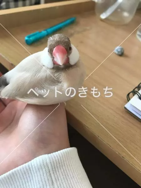 迷子鳥の画像