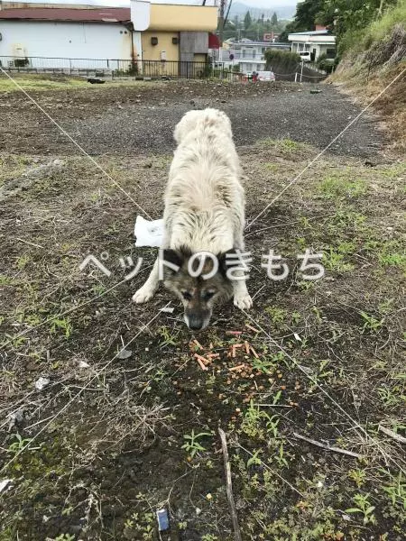 コメント投稿の画像