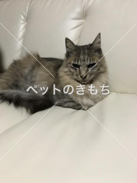 保護猫の画像