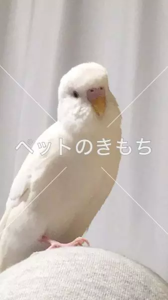迷子鳥の画像
