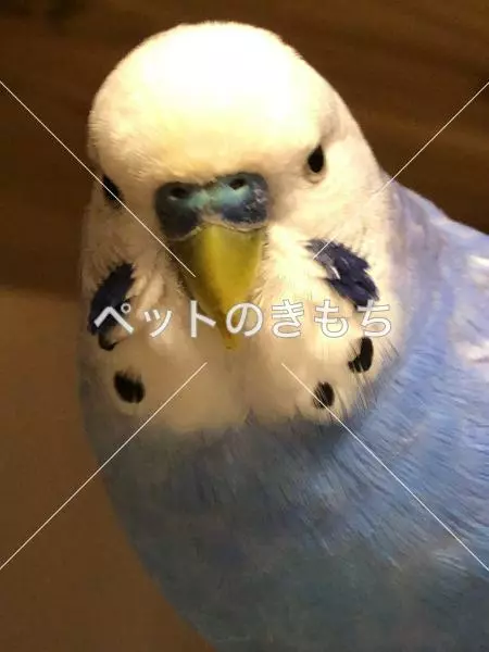 迷子鳥の画像