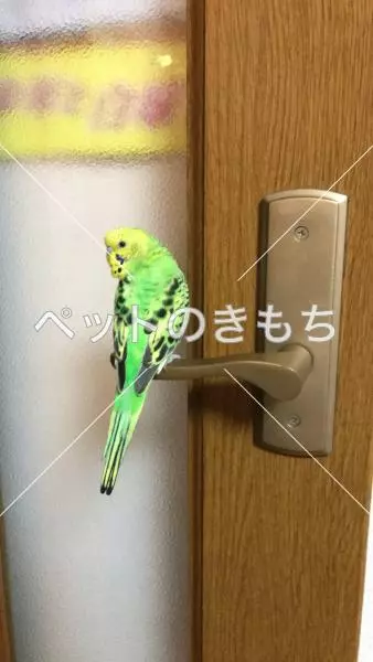 迷子鳥の画像