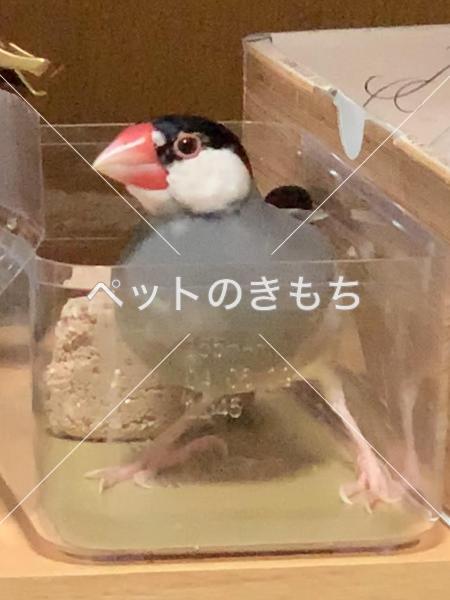 迷子鳥の画像